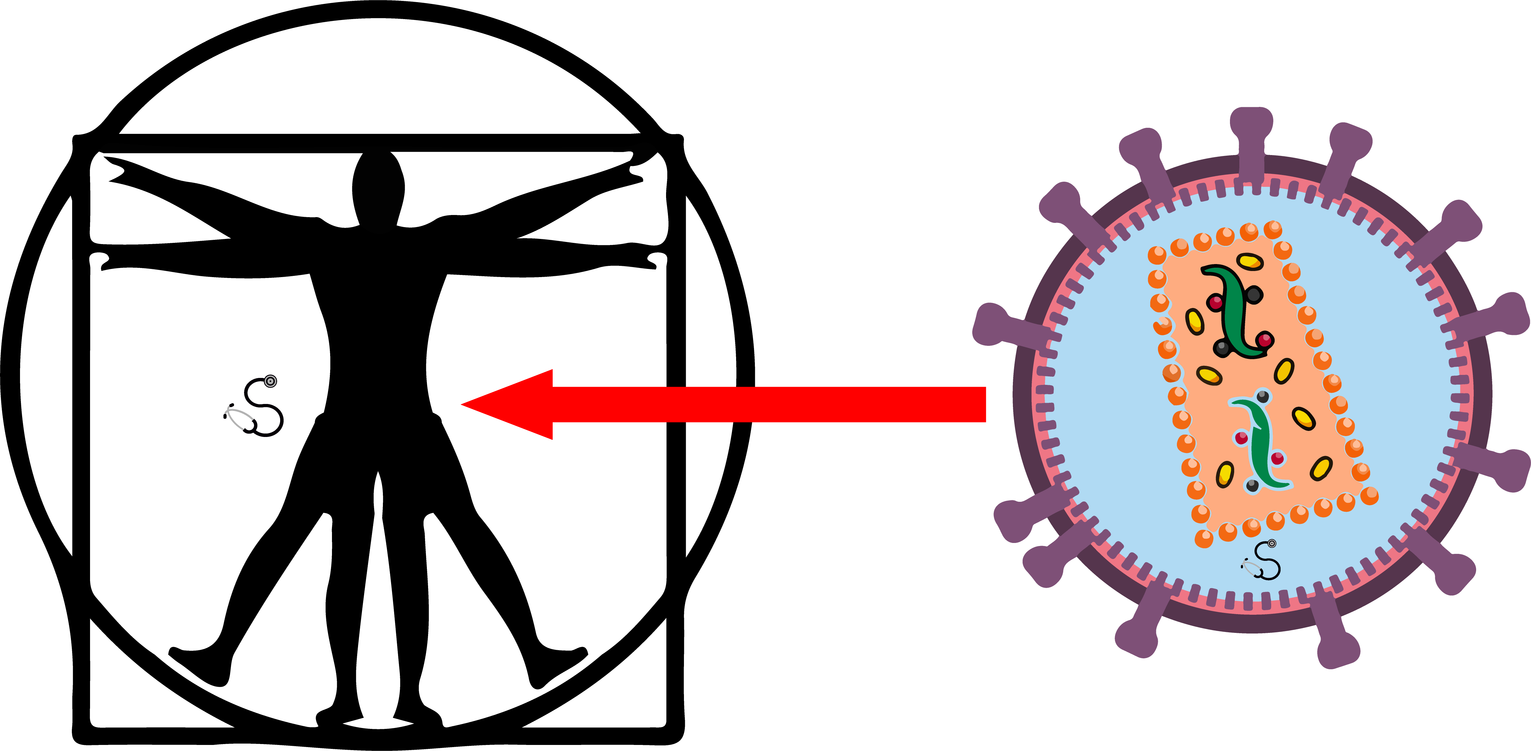 Señalización de cada una de las estructuras del VIH